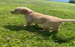 Labrador Retriever dogs for sale: Ester - Image 1