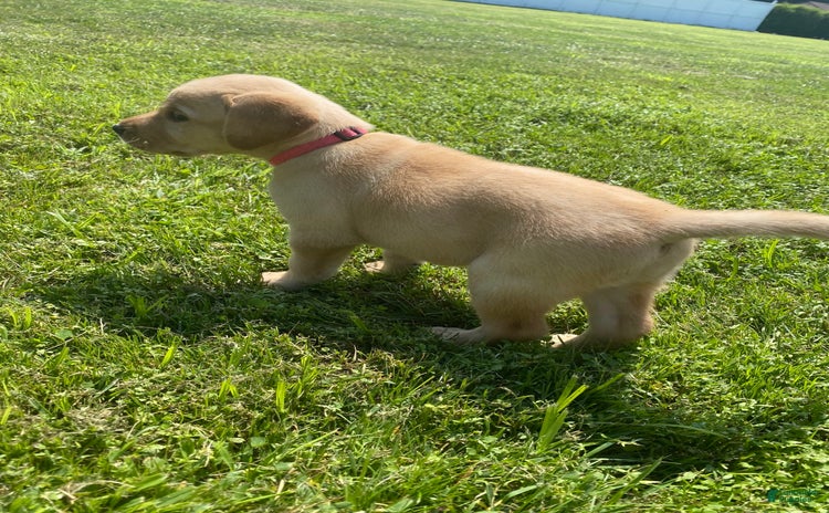 Labrador Retriever dogs for sale - Ad 1