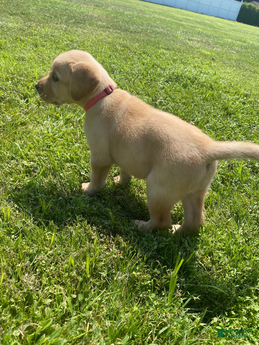 Labrador Retriever dogs for sale: Ester - Image 1