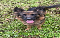 German Shepherd dogs for sale: Rowdy - Image 5