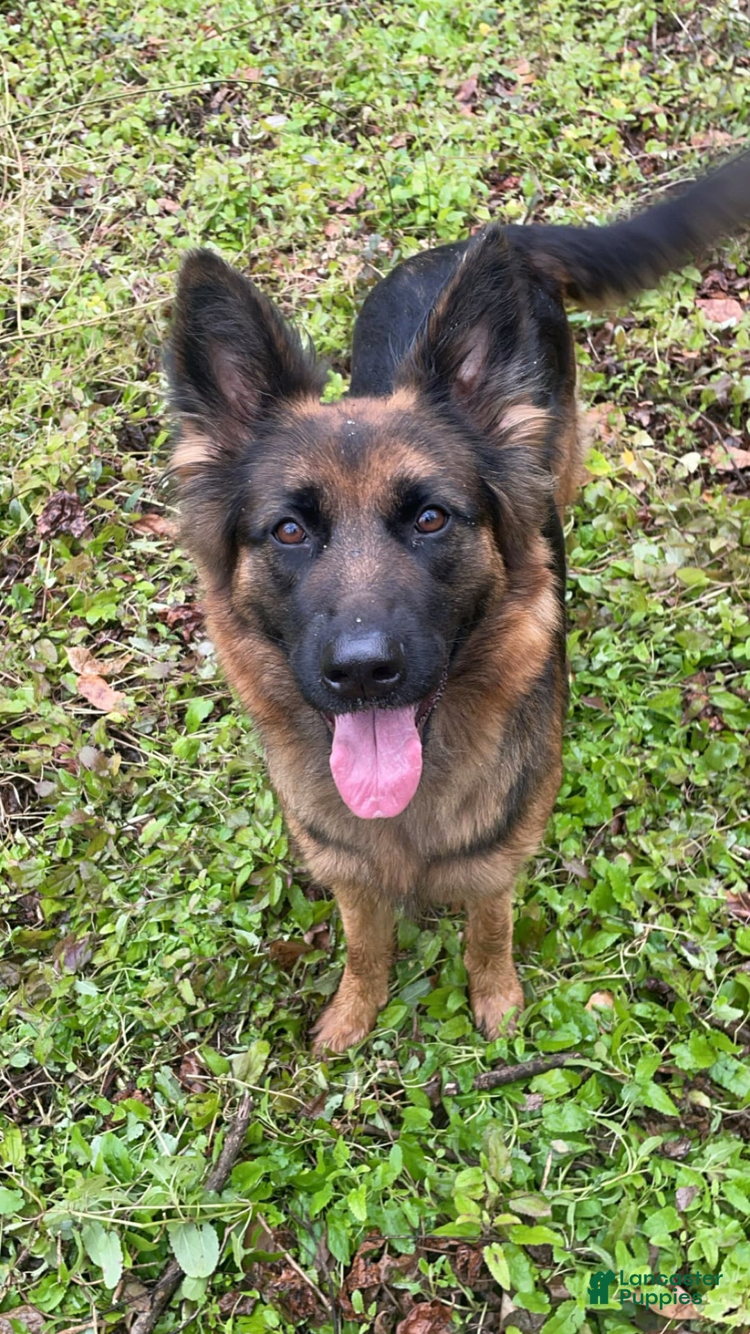 German Shepherd dogs for sale: Rowdy - Image 5
