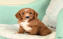 Cavapoo dogs for sale: Frito - Image 5
