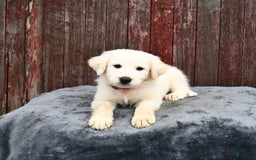 Great Pyrenees dogs for sale: Loki - Image 3