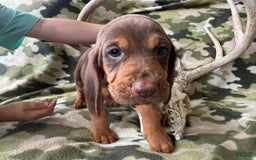 Bloodhound dogs for sale: Pixie - Image 2