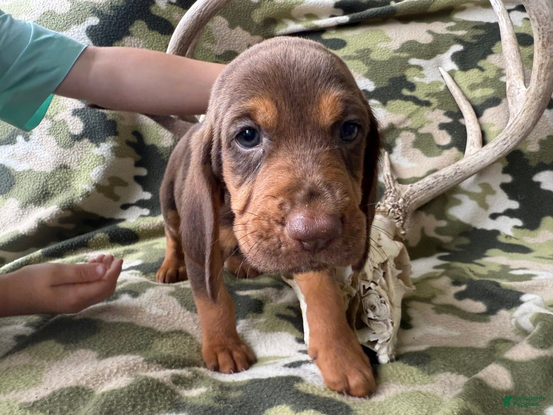 Bloodhound dogs for sale: Pixie - Image 2