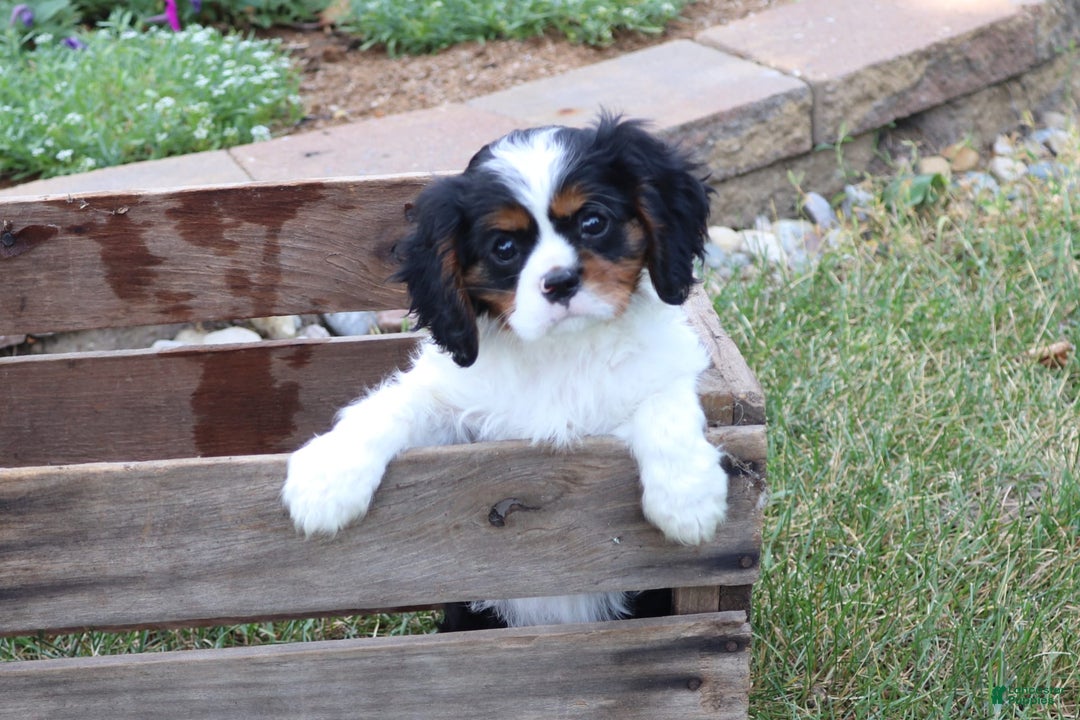 Cavalier King Charles Spaniel dogs for sale: Rex - Image 5