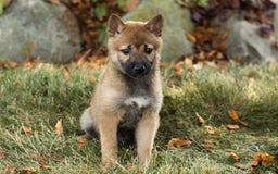 Shiba Inu dogs for sale: Jed - Image 1