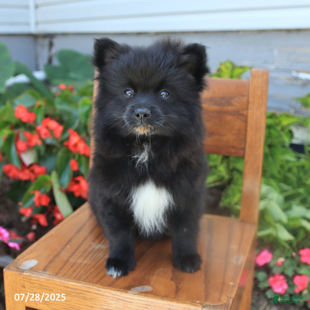 Pomeranian dogs for sale: Pixie - Image 2