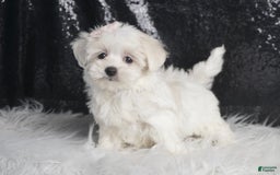 Maltese dogs for sale: Bunny - Image 4