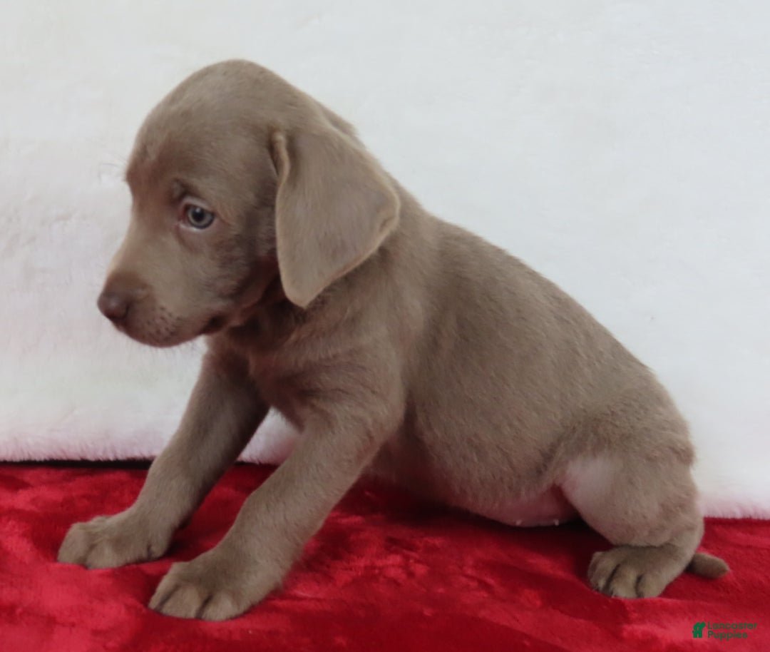Labrador Retriever dogs for sale: Silver Luna - Image 3