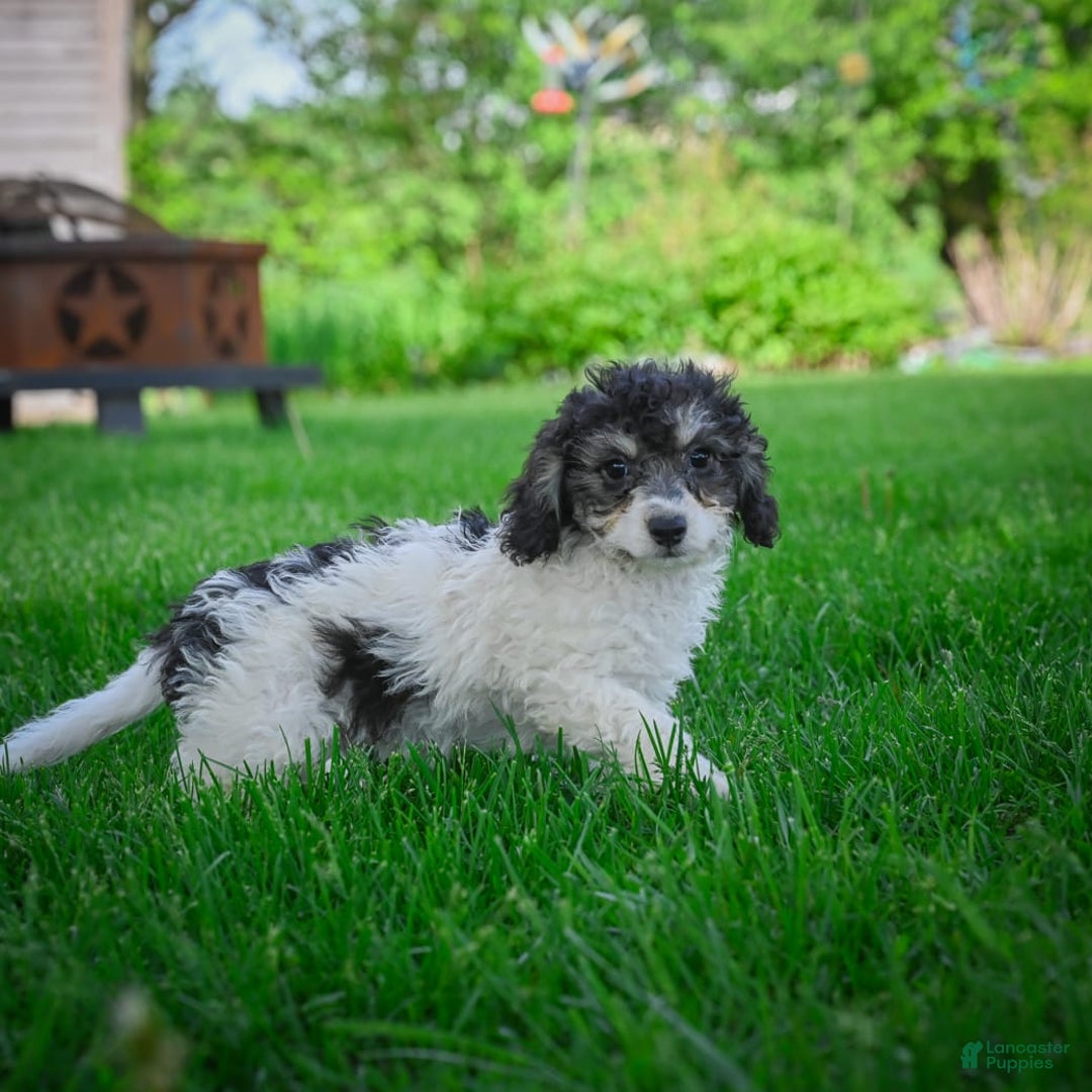 Bichpoo dogs for sale: Biko - Listing for pets: Baba, Biko, Buddy, Bo, Benny, Barry, Betty - Image 7