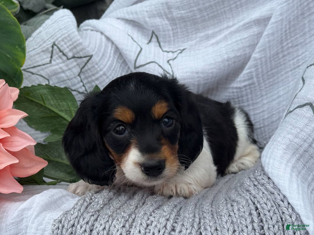 Miniature Dachshund dogs for sale: Ladybug - Image 10