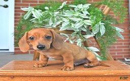 Miniature Dachshund dogs for sale: Tim - Image 4