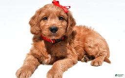 Mini Goldendoodle dogs for sale: Travis - Image 1
