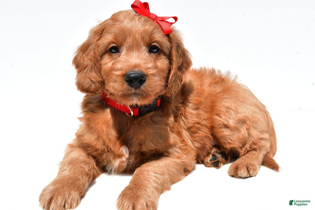 Mini Goldendoodle dogs for sale: Travis - Image 1