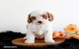 Cavapoo dogs for sale: Lilly - Image 3