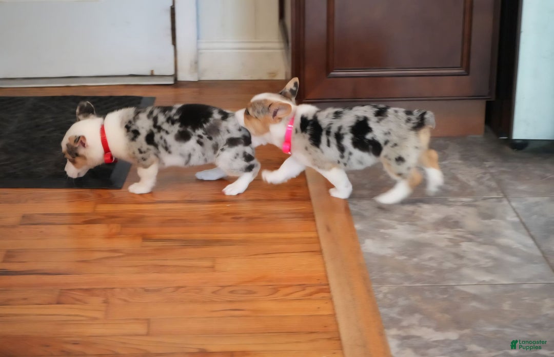 Welsh Corgi Pembroke dogs for sale: Mrs Red - Image 3