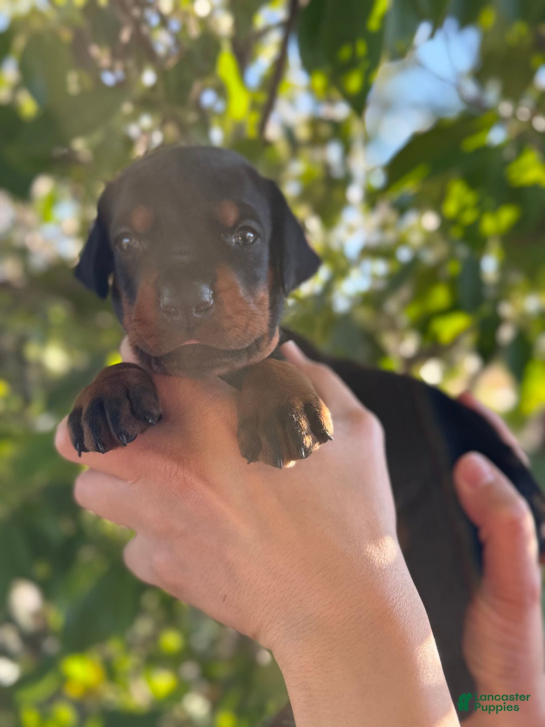 Doberman Pinscher dogs for sale: Brown - Image 3