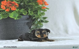 Yorkshire Terrier dogs for sale: Kody - Image 3