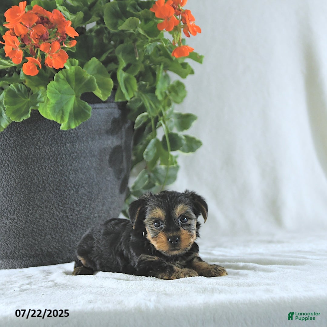 Yorkshire Terrier dogs for sale: Kody - Image 3