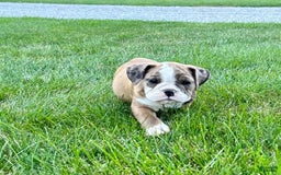 English Bulldog dogs for sale: Sabrina - Image 3