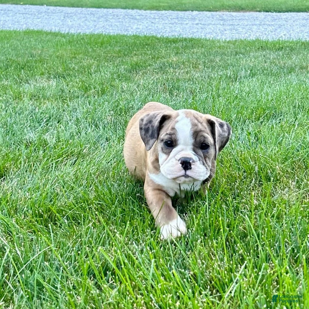 English Bulldog dogs for sale: Sabrina - Image 3