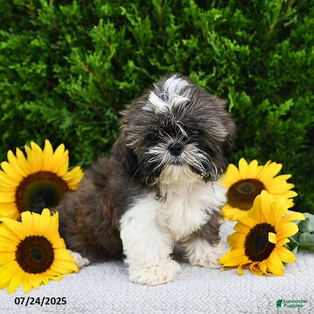 Shih Tzu dogs for sale: Mocha - Image 12