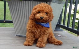 Cavapoo dogs for sale: Biscuit - Image 14
