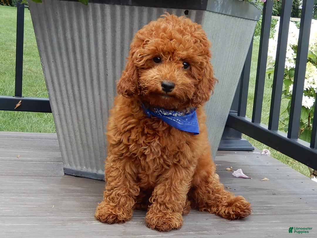 Cavapoo dogs for sale: Biscuit - Image 14