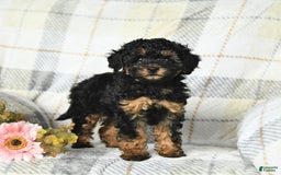 Miniature Poodle dogs for sale: Joy - Image 3