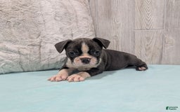 Frenchton dogs for sale: Lincoln - Image 4