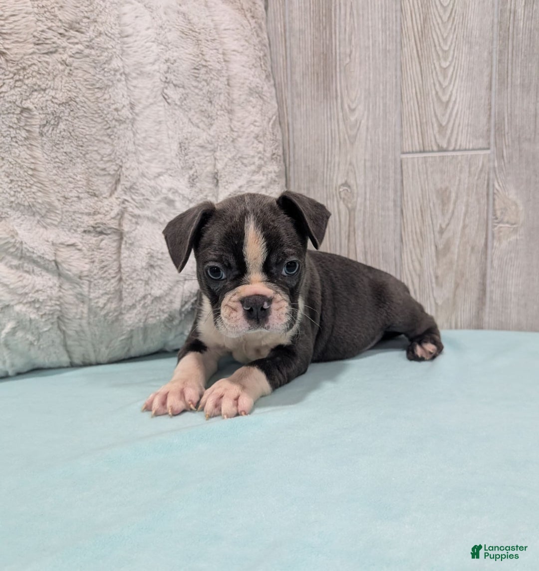Frenchton dogs for sale: Lincoln - Image 4
