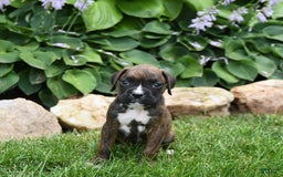 Boxer dogs for sale: Daisy - Image 3