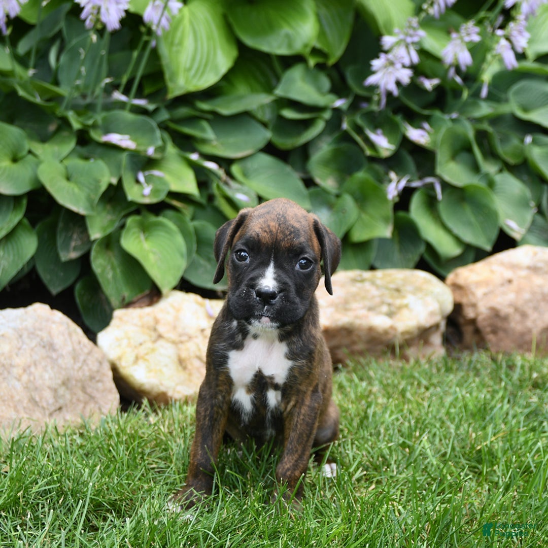 Boxer dogs for sale: Daisy - Image 3