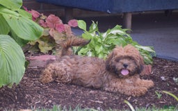 Cavapoo dogs for sale: Marlissa - Image 5