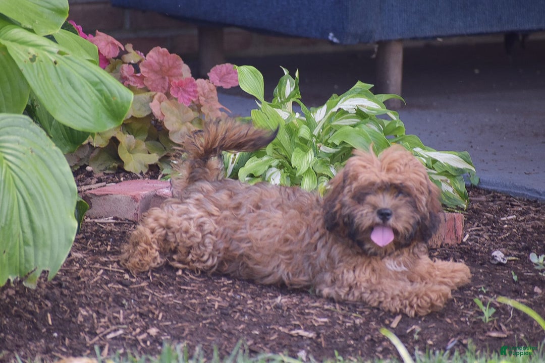 Cavapoo dogs for sale: Marlissa - Image 5
