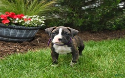 Boxer dogs for sale: Hank - Image 5