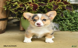 Welsh Corgi Pembroke dogs for sale: Sage - Image 5