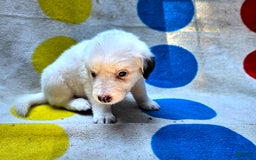 Border Collie dogs for sale: Grace - Image 17