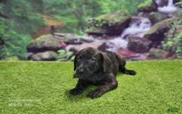 Catahoula Leopard Dog dogs for sale: Jesse 2025 Female 2 - Image 12