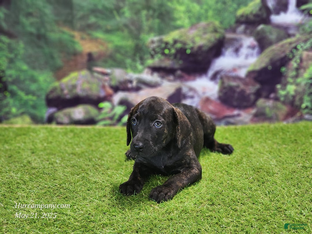 Catahoula Leopard Dog dogs for sale: Jesse 2025 Female 2 - Image 12