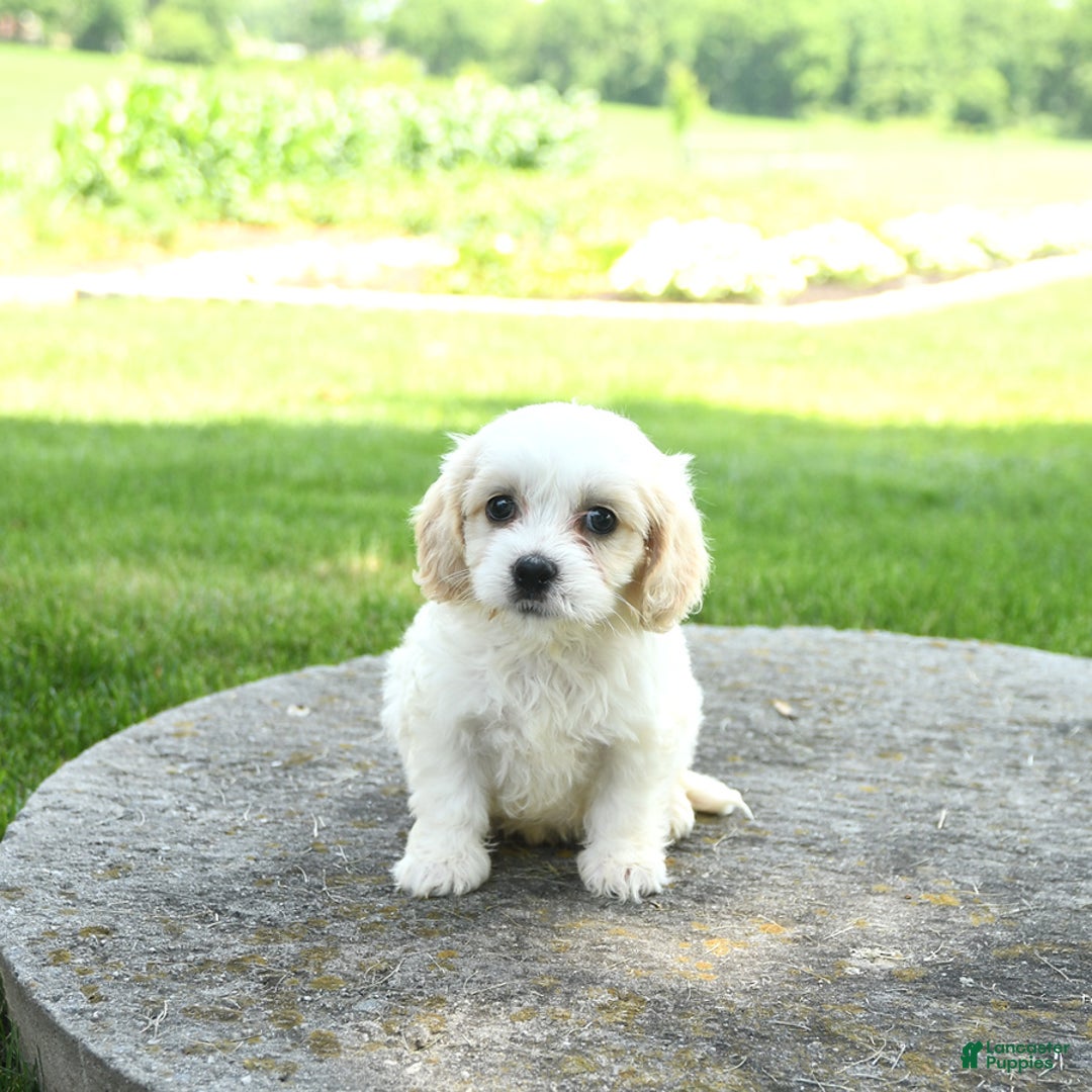 Cavachon dogs for sale: Oscar - Image 3