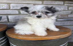 Pomapoo dogs for sale: Maverick - Image 8