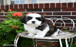 Malshi dogs for sale: Dolly - Image 1