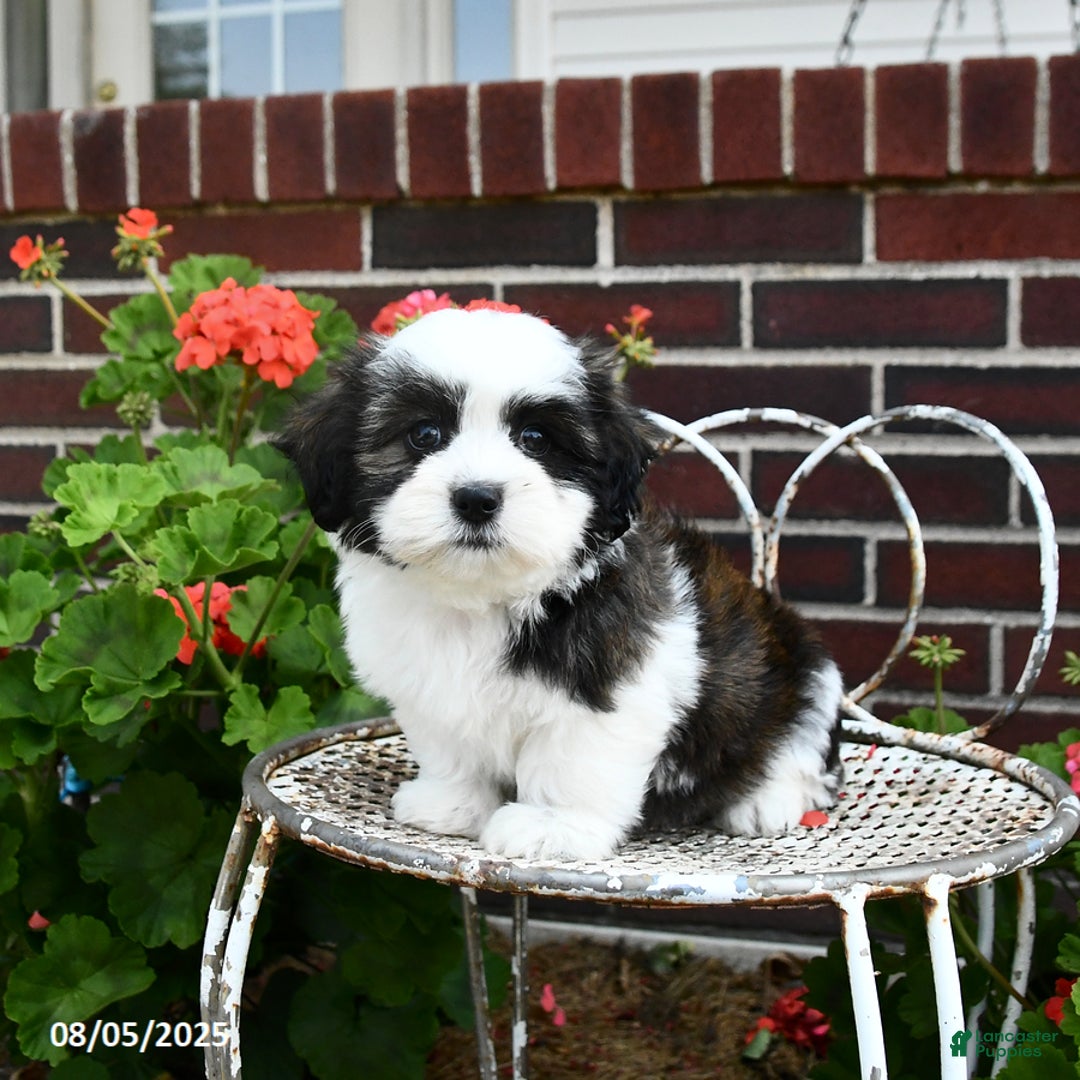 Malshi dogs for sale: Dolly - Image 1