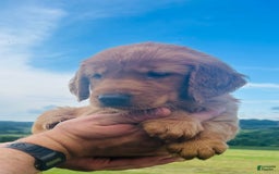 Golden Retriever dogs for sale: Rascal - Image 19