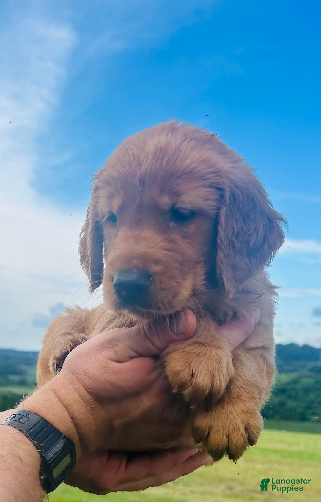 Golden Retriever dogs for sale: Rascal - Image 19