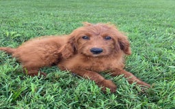 Cavapoo dogs for sale: Parker - Image 4