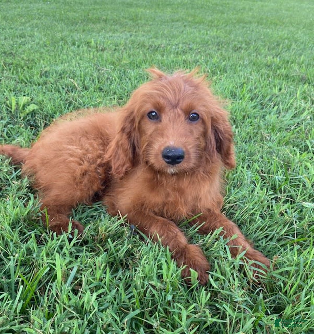 Cavapoo dogs for sale: Parker - Image 4