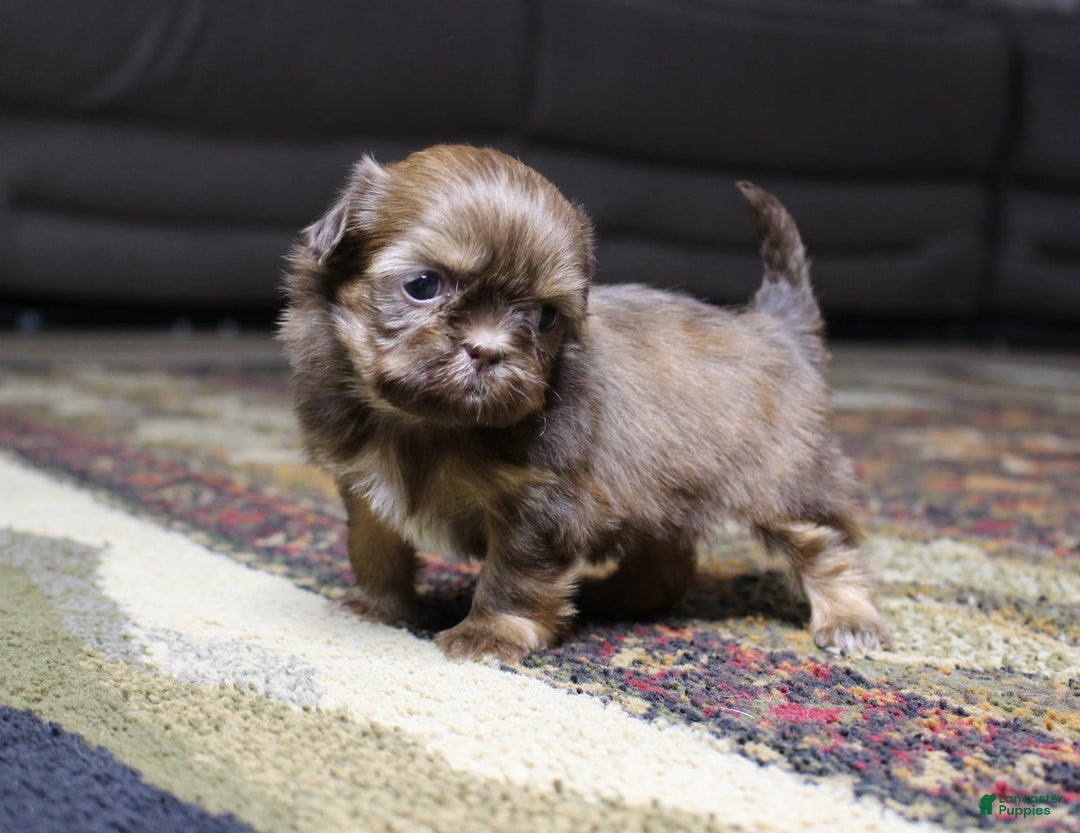 Shih Tzu dogs for sale: Lucy - Image 3